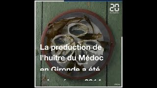 Gironde: Une poignée d'ostréiculteurs relancent l'huître du Médoc