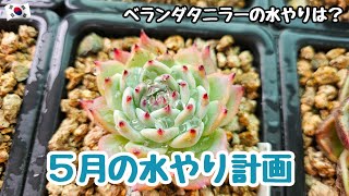 【多肉植物】５月の水やり計画！韓国ベランダタニラーの水やり法は？【初心者】【韓国苗】