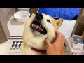 shibe working on moving role smiling