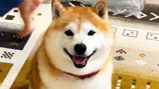 Shibe working on moving (role: smiling)