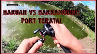 Haruan Vs Barramundi | Port Teratai | Bertubi-tubi #fishing #caster #barramundi