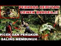 KEMAUAN NETIJEN TERWUJUD KAN. PENGKOR DAN PICEK MENJADI MUSUH BEBUYUTAN...!!!