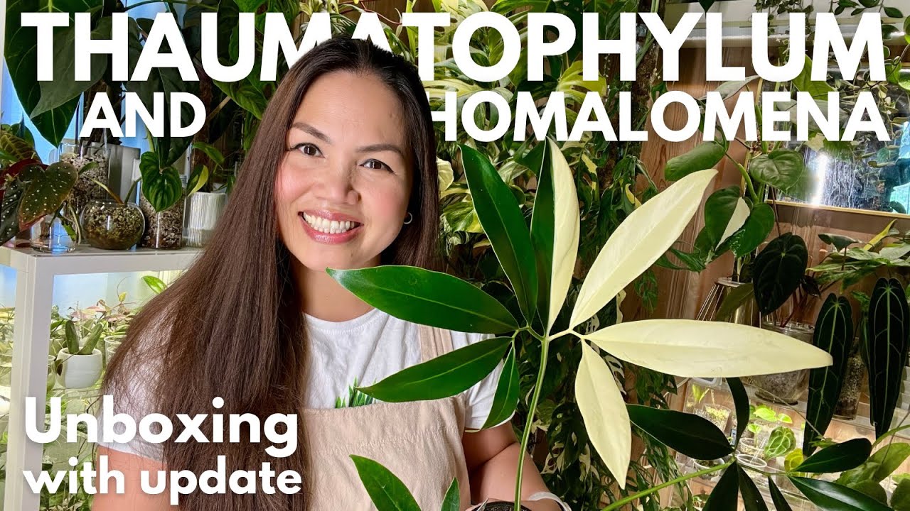 Unboxing Rare Plants From Rare Plant Fairy Via Palmstreet App 2 Weeks