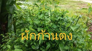 ผักก้านตง,ผักคันทรง ผักพื้นบ้านปลูกง่ายปลอดสารพิษ