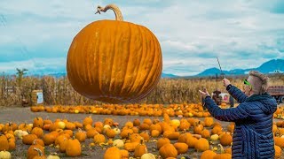 Harry Potter Pumpkin Magic