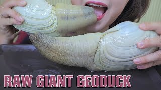 Asmr Raw Giant Geoducks With Kimchi Exotic Food Etreme Chewy Eating Sounds  Linh-asmr