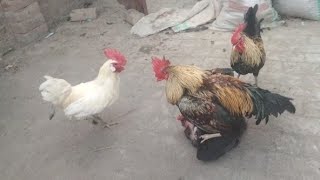 5 Rooster 🐓 \u0026 Hen's Full shoked 🤭|| rooster Full Heatup 🥵 summer winter 🥶|| pet birds 🦅