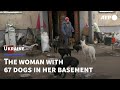 The Ukrainian woman with 67 dogs in her basement | AFP