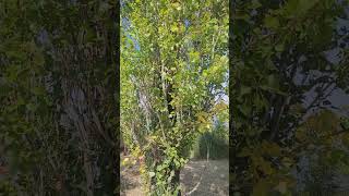 Le Peuplier, Bourgeon de la Circulation Sanguine - Poplar, Bud of Blood Circulation