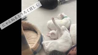 4秒のマジ喧嘩！　マーブとチロ　【保護猫】キジトラ