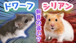 ドワーフハムスターとシリアンハムスターの飼育の違い