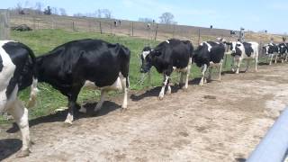 Dairy Cows Marching In Line