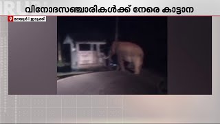 'ഹേയ്.. ഓടെടാ..' രാത്രിയിൽ വിനോദ സഞ്ചാരികൾക്ക് നേരെ പാഞ്ഞടുത്ത് കാട്ടാന | Wild Elephant