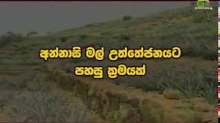 අන්නාසි මල් උත්තේජනයට පහසු ක්‍රමයක්-Department Of Agriculture Sri lanka Krushi tv channel