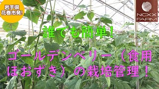 【ncxx farm】誰でも簡単！ゴールデンベリー（食用ほおずき）の栽培管理