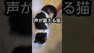 【猫】うちの猫　りんレディです。　お尻を拭かれて　少し不機嫌な猫です。　#shorts