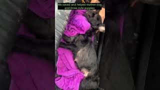 We Saved And Helped Mother Dog And Three Cute Puppies  #cute #animals #puppy