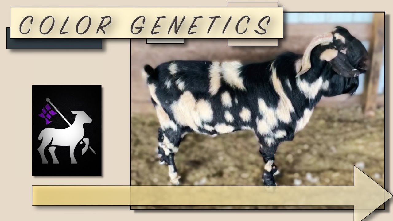 Goat Color Genetics | Multiple Breeds - YouTube