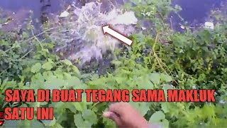 #nembak ikan gara gara 2 babon gabus lepas bikin badan gemetaran#pasermania#nembakikan#maserikan