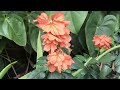 firecracker flower tropical crossandra 🔥🎆🎇💥🌻💐🧨✨