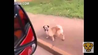 犬が救急車で運ばれている飼い主を懸命に追いかける - Dog Chases Ambulance