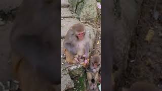 Stepmother with baby? #monkey
