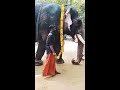 മഹാദേവന്റെ എഴുന്നള്ളത്ത്.... 🐘