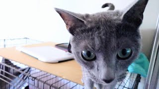 【猫動画】トイレに行った飼い主をお出迎えするロシアンブルー【russianblue】Russian Blue welcoming the owner who went to the bathroom