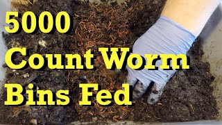 Two 5000 worm count bins get fed - vermicomposting