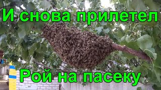 Поздний рой в Октябре