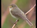 Песня пеночки теньковки phylloscopus collybita