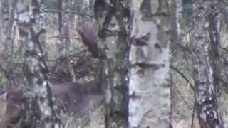 Daniel byk złoty medal Fallow Deer gold medal Damhirsch Hauptschaufler Brunft Dovhjortsbrunst