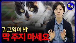 길고양이에게 밥 안 주면 어떤 일이 일어날까