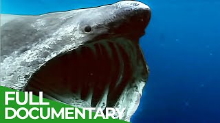 Phantoms of Evolution - The Unknown Underwater Predators | Free Documentary Nature
