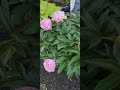 shorts before and after peonies bloom