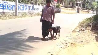 Commend dog training center ooruttambalam