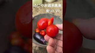 【家庭菜園】変な形のトマトが採れました。A .I.が変な解釈しなければ良いのだけれども　(^^;