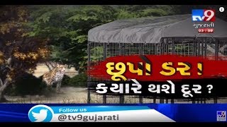 Amreli: Forest dept on toes to catch 'man-eater leopard' in Bagasara| TV9News