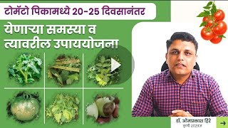 टोमॅटो पिकामध्ये येणाऱ्या समस्या व त्यावरील उपाययोजना, Problems and there solutions in Tomato crop