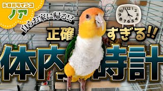 「インコの体内時計!!自らお家に帰る?!編」天才過ぎるシロハラインコ ノア White-Bellied Caique