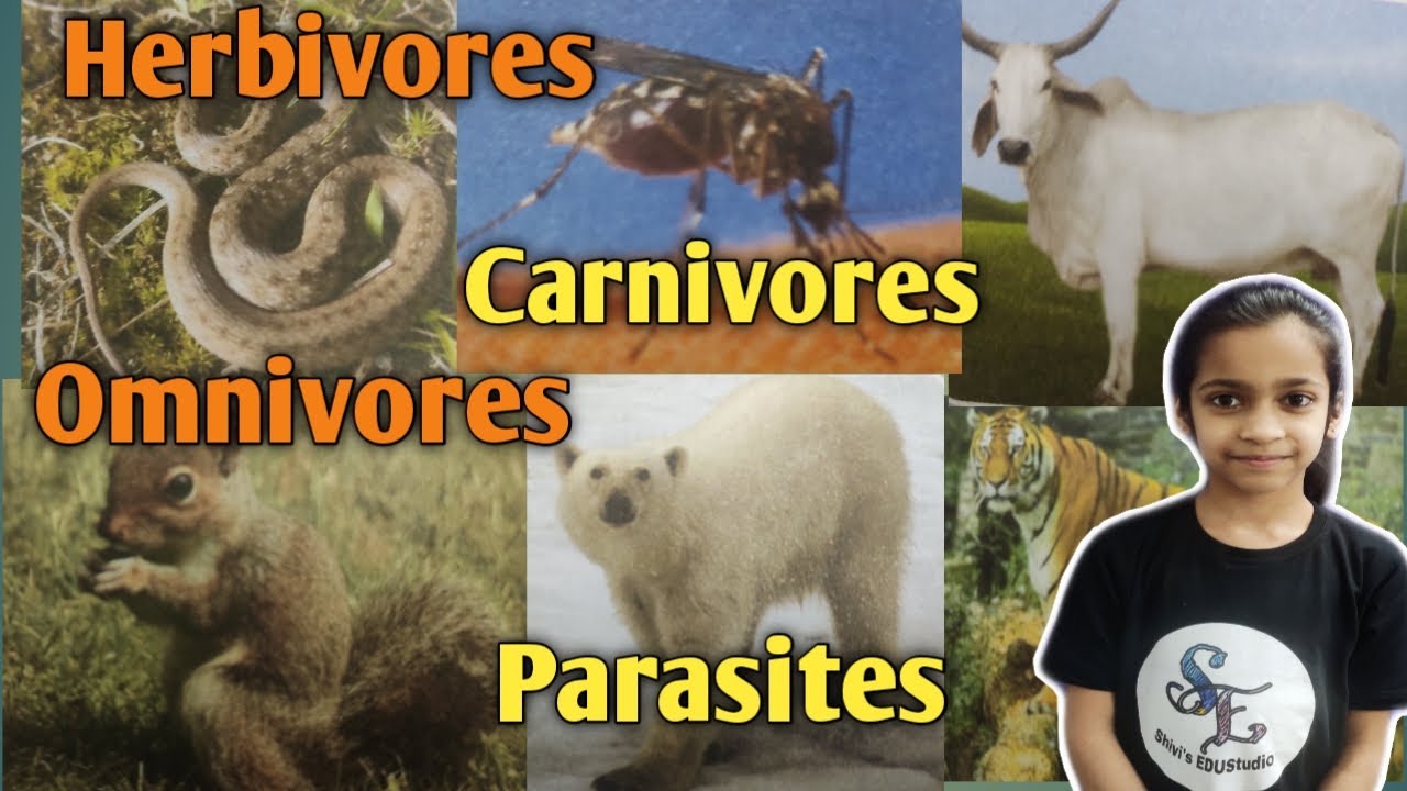 Types Of Animals |Herbivores Carnivores Omnivores Parasites| Eating ...