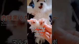 【2ヶ月子犬動画】マルチーズのポポ2ヶ月　#マルチーズ　#マルチーズ2ヶ月#2ヶ月#maltese #dog #可愛い子犬 #puppy #cute #パピー犬#Puppydog#成長記録