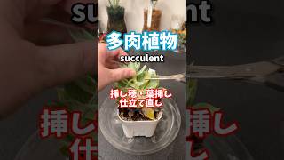 多肉植物、一気に挿し穂・葉挿し・仕立て直し #多肉植物 #succulent #plants