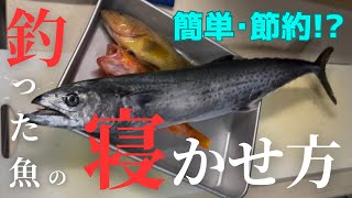 【簡単・節約!?】釣った魚の寝かせ方