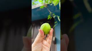 আমার বাগানের তাজা ফল (পেয়ারা) #garden #gardening #vegetables #fruit #harvest #ytreels #2024