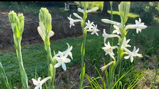 Tuberose are in  Full  Bloom