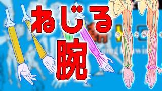 前腕の筋肉はこう覚える　朝ドロ#126　９０秒ドローイング  【初心者歓迎】