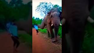 Elephant kick😱🐘 #shorts #short #shortvideo #subscribe #like #viral #viralvideo #instagram #india