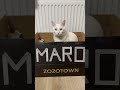 zozotownの広告モデルにどうですか❕笑 cat 元野良猫 保護猫 shorts