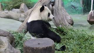 20201228 團團坐鎮室內場 定格聆聽啥聲響(永懷團團之272) Giant Panda Tuan Tuan